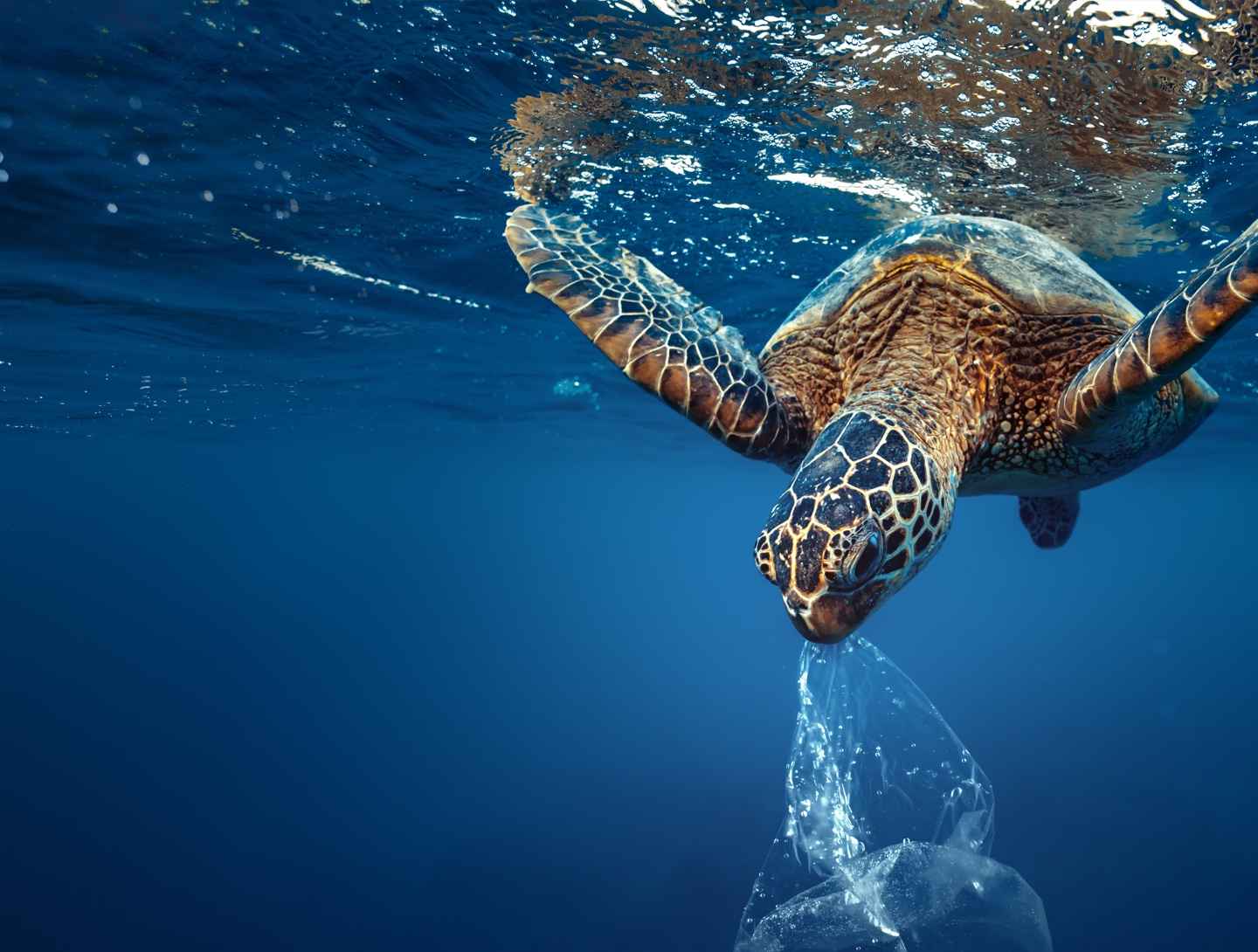 Our planet is drowning in plastic pollution Our planet is drowning in plastic pollution