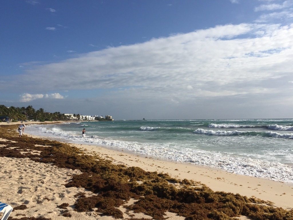 Sargassum