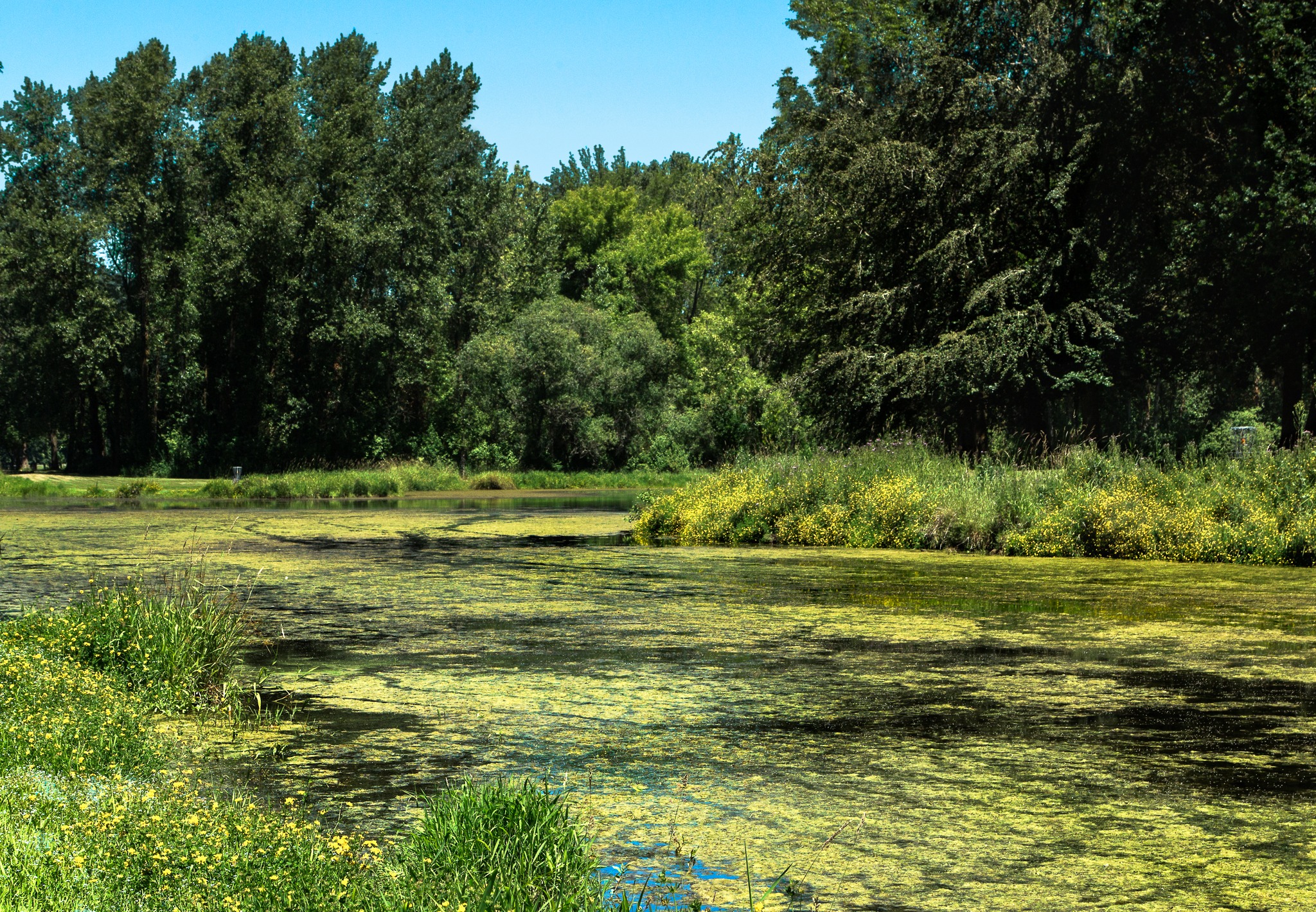 algae bloom