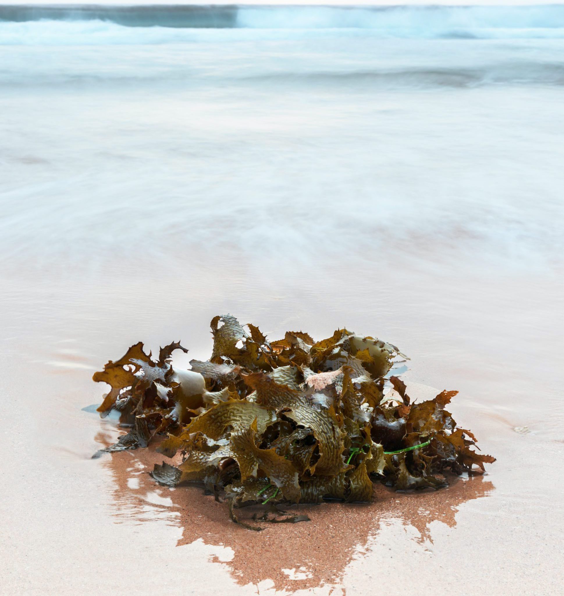How Seaweed is changing the world and the oceans are our survival