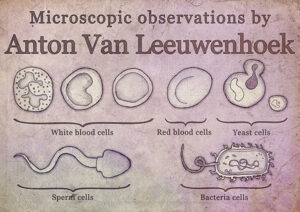 Bacteria