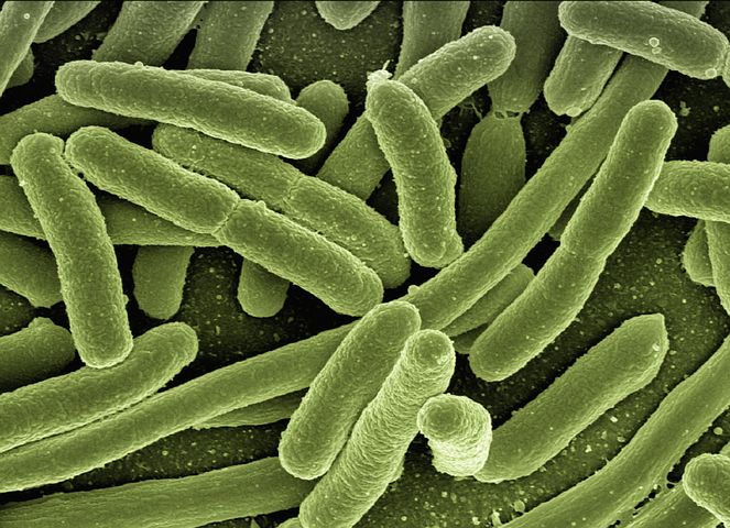 coli bacteria