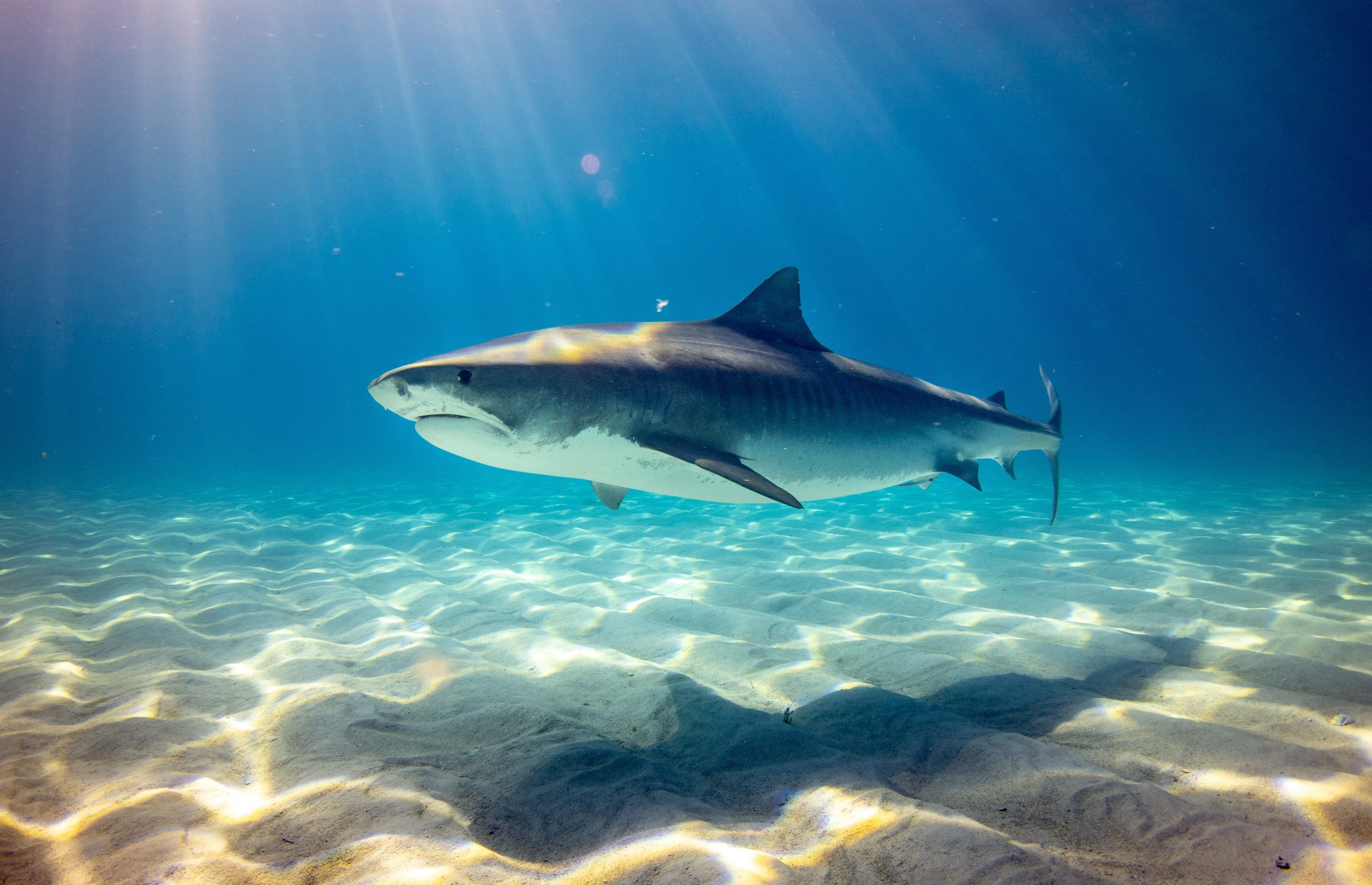 A shark in the ocean