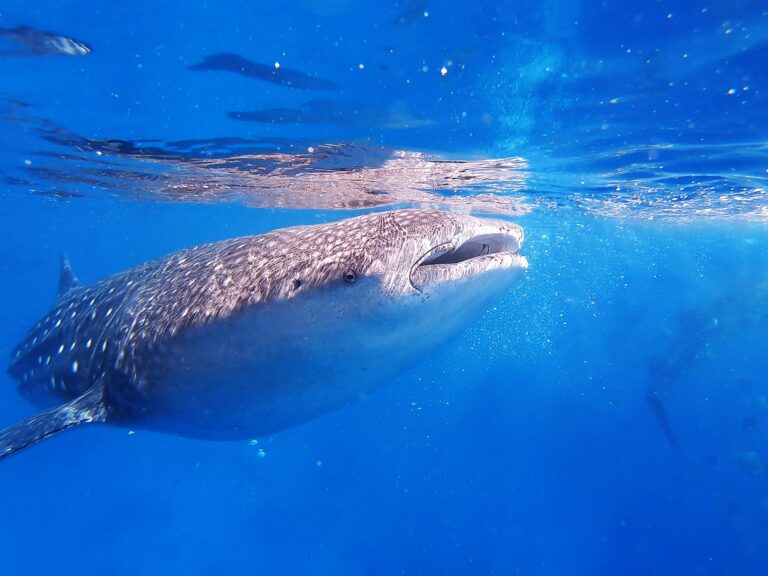 A Whaleshark