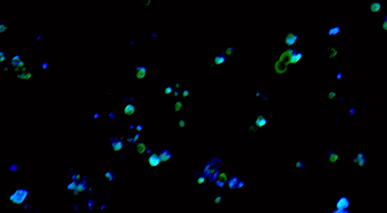 Image of Algae-based microrobots under fluorescence.