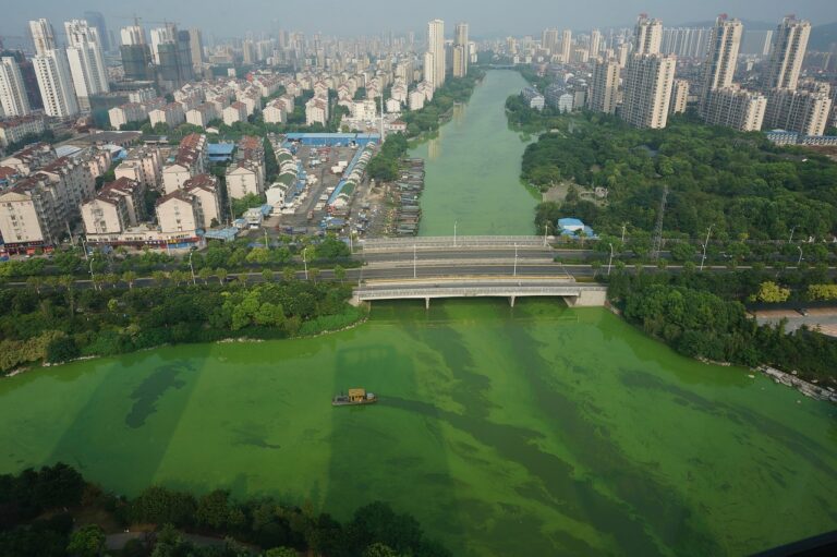 Cyanobacteria in a city river, blue-green algae visible on the water