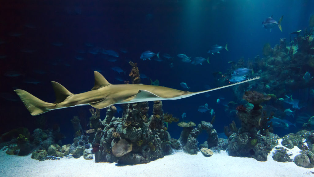 Sawfish swimming in blue seas