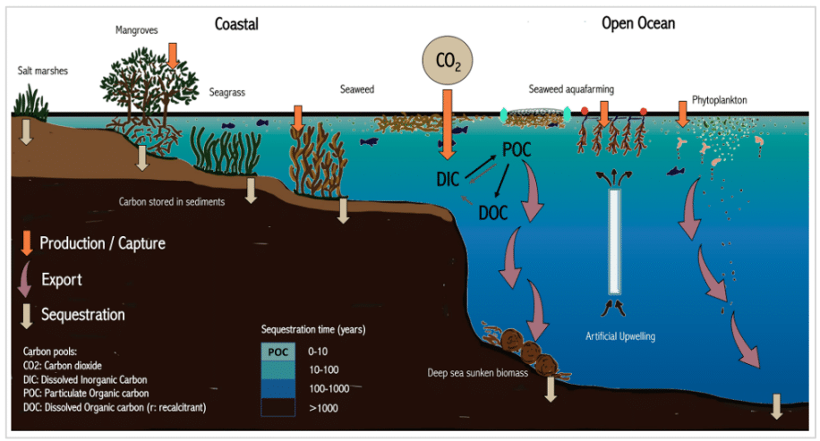 Beyond Net Zero: How Floating Sargassum Could Help Cool the Planet 2 A clear diagram showing how coastal algae and open-ocean seaweed farming capture CO₂ and sequester or harvest biomass.
