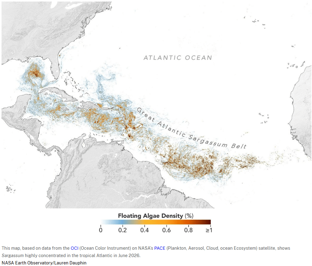From Satellite Pixels to Sinking Profits: How the Great Sargassum Belt is Reshaping Caribbean Tourism 1 NASA PACE image