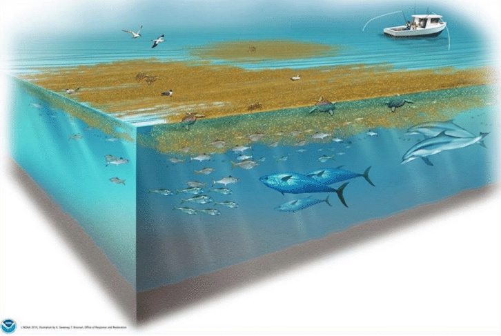 Beyond Net Zero: How Floating Sargassum Could Help Cool the Planet 1 Illustration of the brown algae Sargassum, which forms a unique and extremely productive floating ecosystem on the surface of the open ocean, and the associated marine fauna, including fish, sea turtles, birds, and marine mammals: https://oceanservice.noaa.gov/facts/sargassosea.html