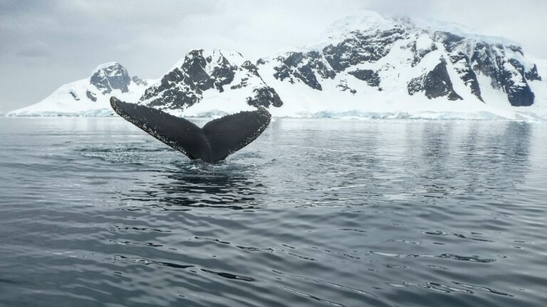 Humpback whale flukes as it dives near icy landscape