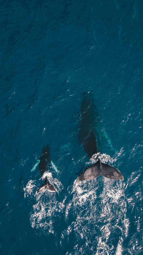 A "Constitution" for the High Seas 1 Mother and calf whales in ocean