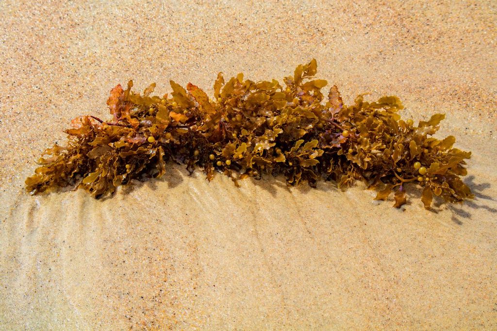 From Satellite Pixels to Sinking Profits: How the Great Sargassum Belt is Reshaping Caribbean Tourism 2 pexels arison silvino 993699661 35924038