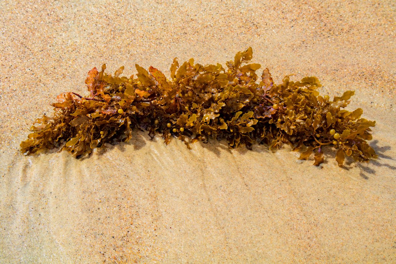 Sargassum on beach