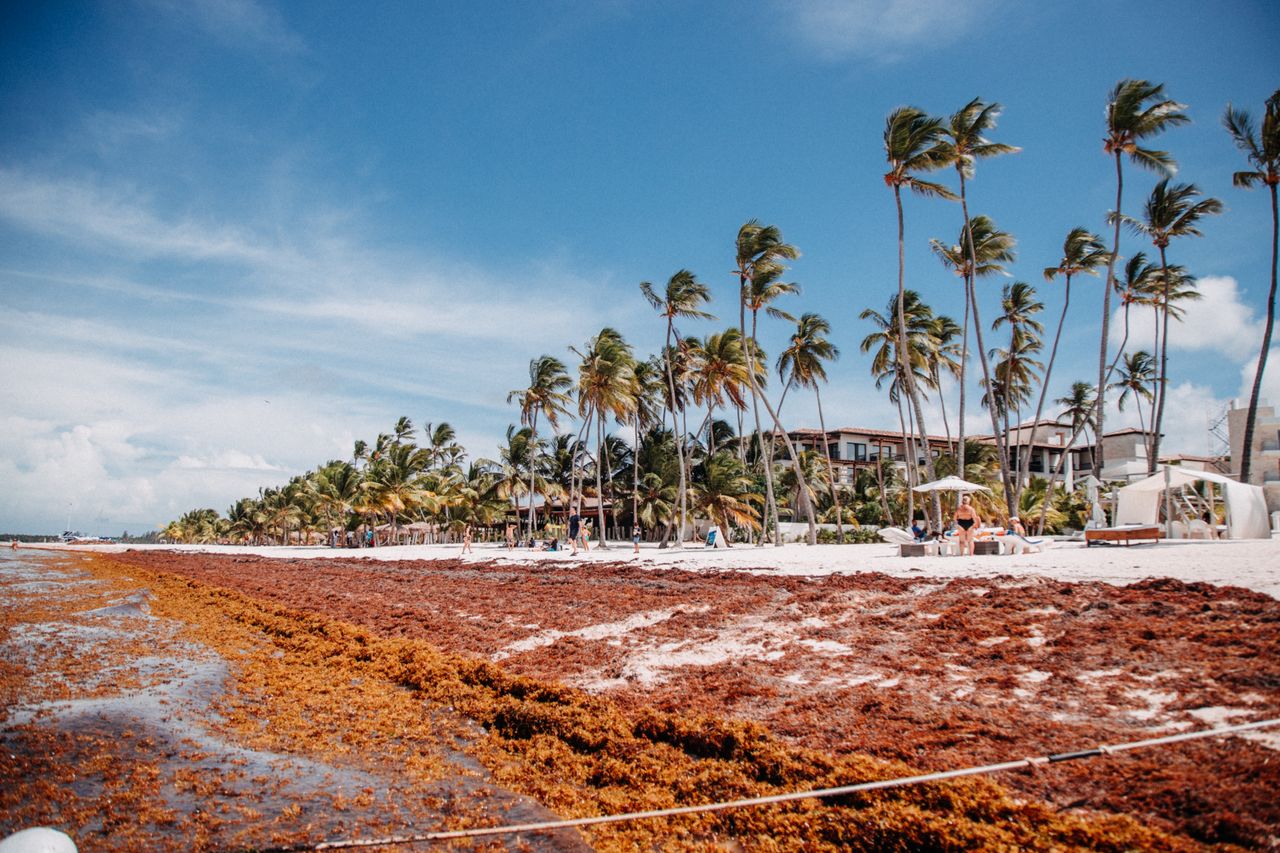 Sargassum seaweed on a Caribbean shoreline