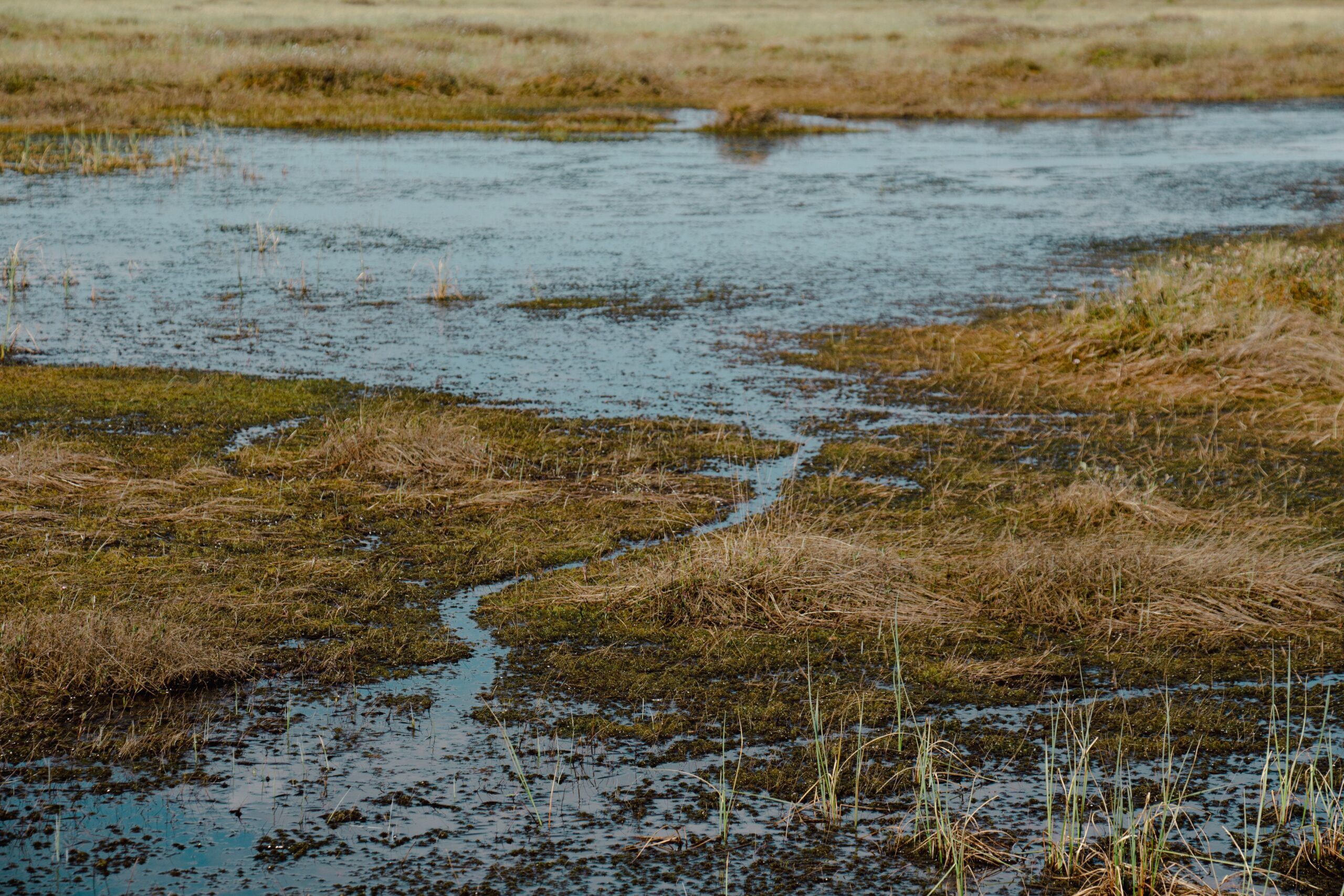 A wetland of water and dry grasses